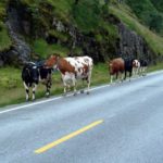 Śnieżną drogą do Hjelledalen (60/63)