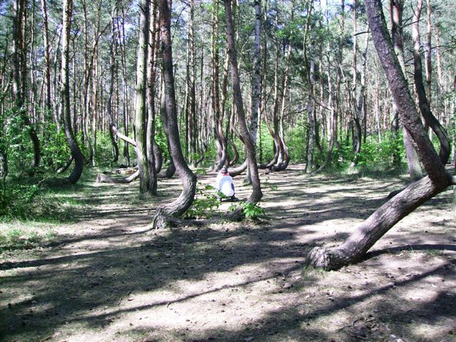 Kliknij żeby powiększyć